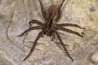 La Lycose tarentuline ou Tarentule radie ou Fausse tarentule ou encore Hogna raye. Une femelle (Araneae - Lycosidae - Hogna radiata)